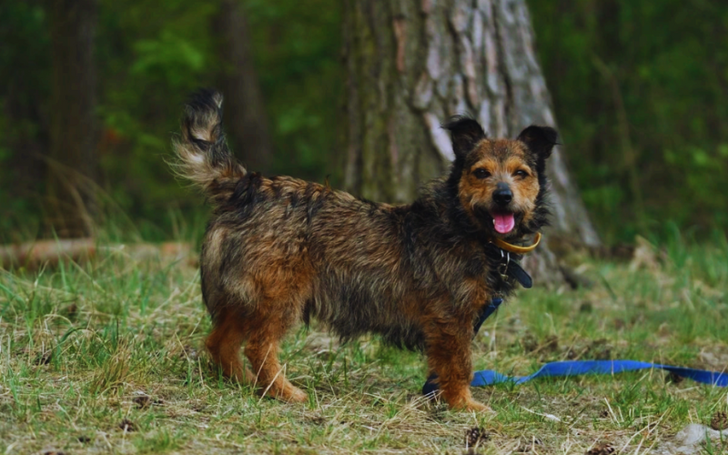 Dom dla każdego: Gratka.pl wspiera adopcje zwierząt ze schroniska w Krotoszynie