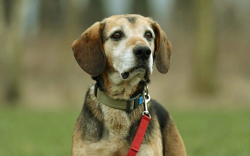 Dom dla każdego: gratka.pl wspiera adopcje psów ze schroniska w Krotoszynie – suczka Fibi