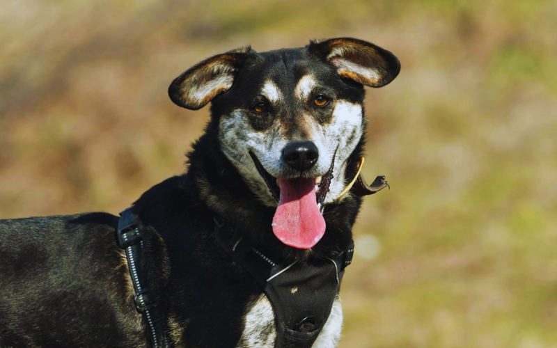 Dom dla każdego: Gratka wspiera adopcje psów ze schroniska w Krotoszynie – poznaj Korka!