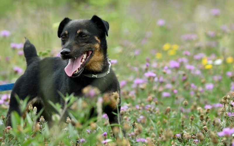 Dom dla każdego: Gratka wspiera adopcje psów ze schroniska w Krotoszynie – piesek Sidi