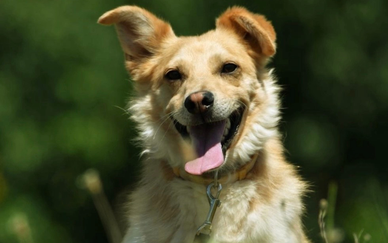 Dom dla każdego: Gratka wspiera adopcje psów ze schroniska w Krotoszynie – poznaj Romka
