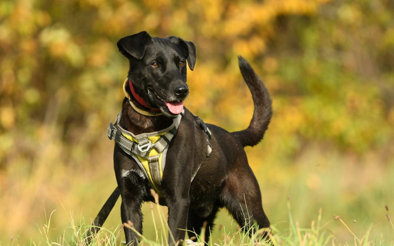 Dom dla każdego: Gratka wspiera adopcje psów ze schroniska w Krotoszynie – poznaj Angusa