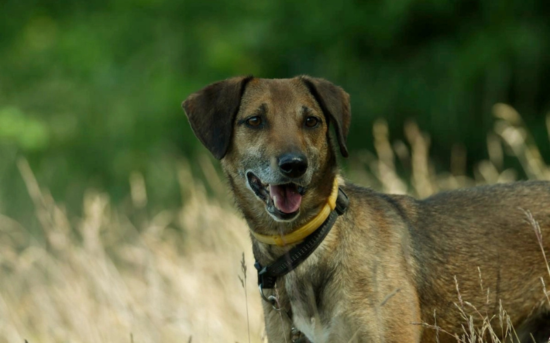 Dom dla każdego: Gratka wspiera adopcje psów ze schroniska w Krotoszynie – poznaj Radka