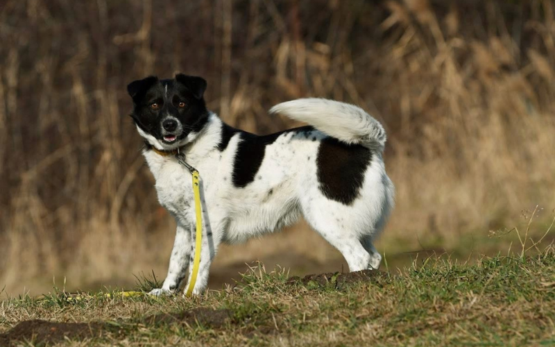 Dom dla każdego: Gratka wspiera adopcje psów ze schroniska w Krotoszynie – poznaj Mrówkę