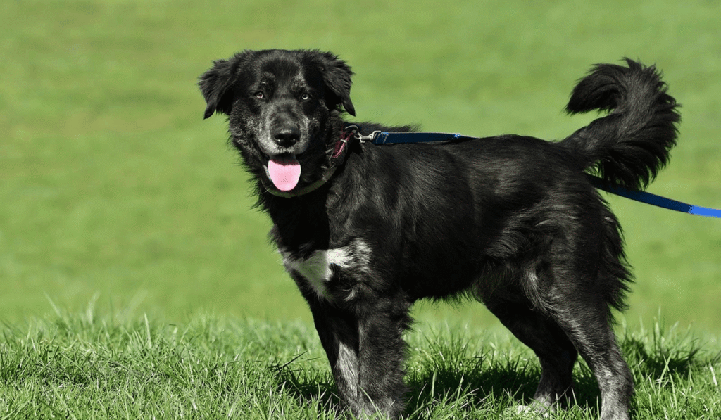 Dom dla każdego: Gratka wspiera adopcje psów ze schroniska w Krotoszynie – poznaj Sali