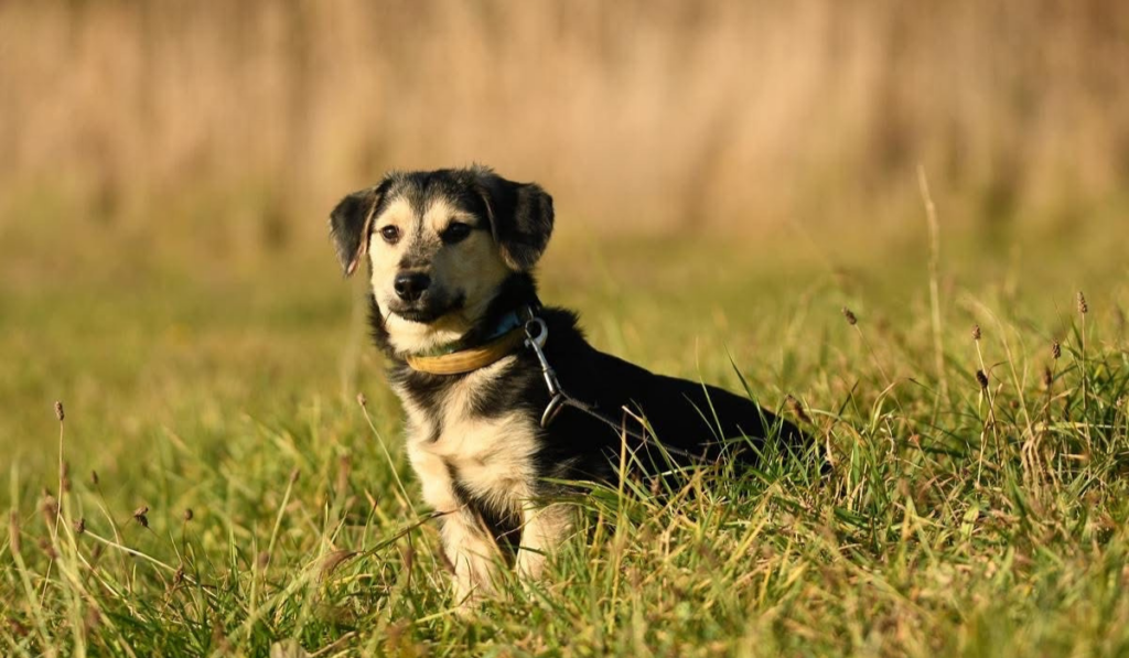 Dom dla każdego: Gratka wspiera adopcje psów ze schroniska w Krotoszynie – poznaj Marsa