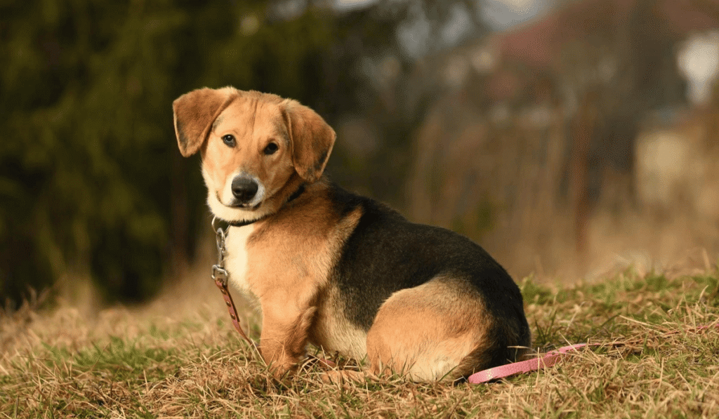 Dom dla każdego: Gratka wspiera adopcje psów ze schroniska w Krotoszynie – poznaj Rulona
